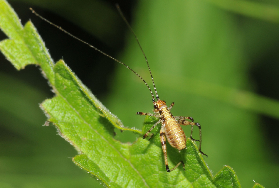 Acrididae e Phaneropteridae